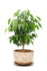 Weeping Fig (Ficus Benjamina) in Pot Isolated on White Background